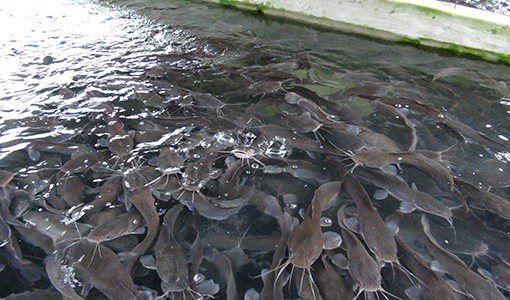 Image result for fish farming in nigeria