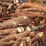Standard Cassava Processing Business Plan with 3 Years Financial Analysis