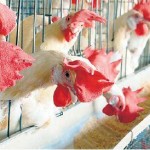 Standard Poultry Farming Business Plan