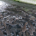 Professional Catfish Farming Business Plan With Financial Analysis