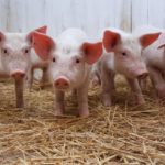 How to Start a Lucrative Pig Farming in Nigeria and Make Money