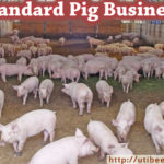 Standard Pig Business Plan with 3 Years Financial Analysis 2024