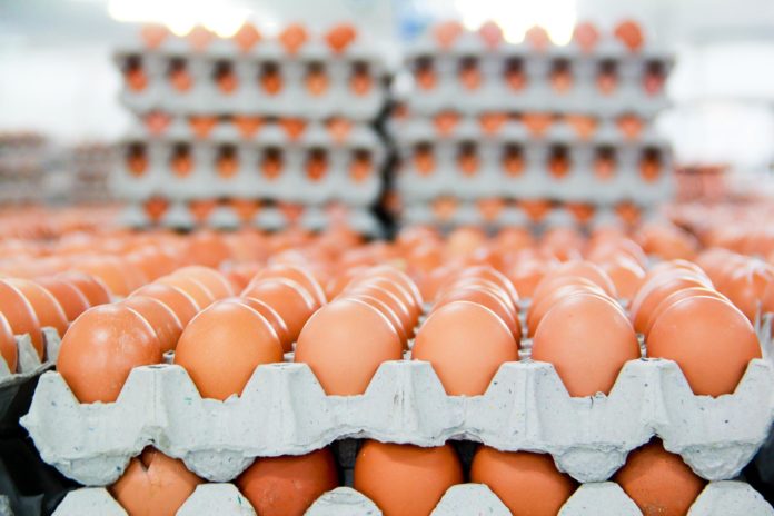 A Complete Guide How To Start A Lucrative Egg Distribution Business