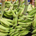 Standard Plantain Farming and Processing Business Plan With 3 Years Financial Analysis