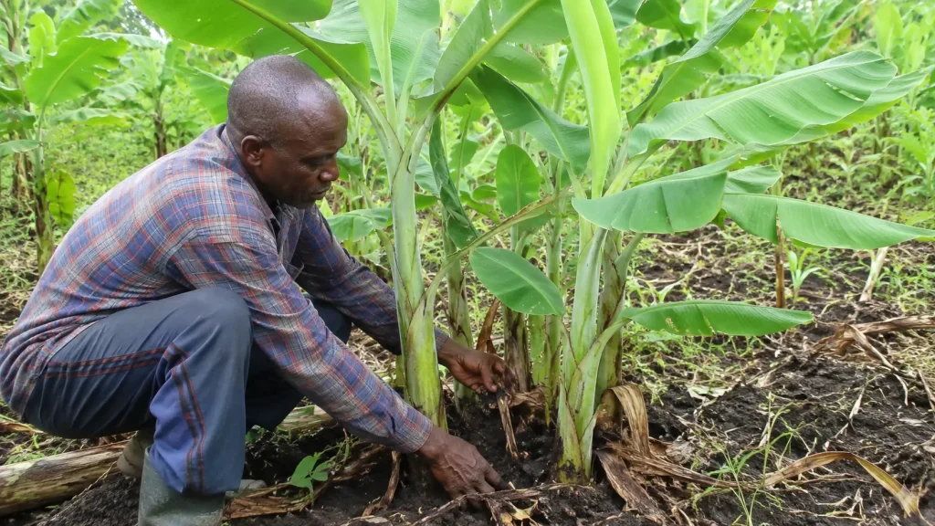 A Nigerian farmer inspecting healthy plantain suckers in a green plantation