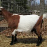 Standard Goat Farming Business Plan with 3 Years Financial Analysis