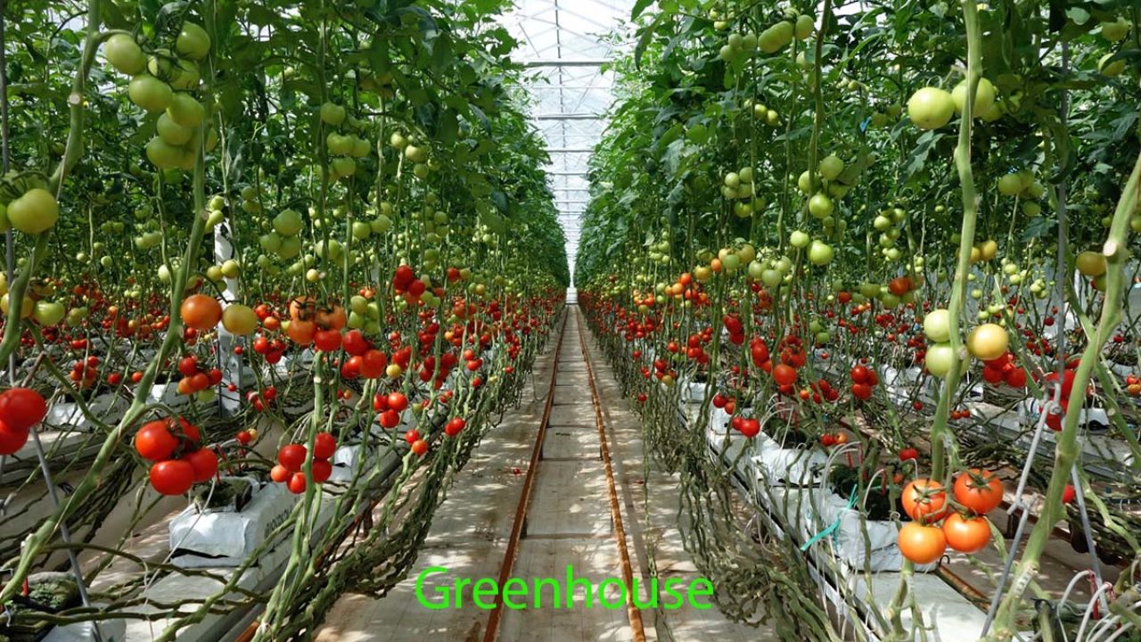 Greenhouse business plan template image
