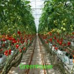Greenhouse Business Plan with 3 Years Financial Analysis