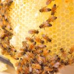 Standard Honey Bee Farming and Processing Business Plan with 3-year Financial Analysis