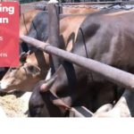Cow Farming/Fattening Business Plan with 3-Year Financial Projections