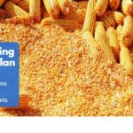 Maize Milling Business Plan with 3 Years Financial Projections
