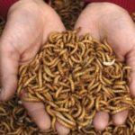 From Maggots to Millions!! Get Trained to make Millions of Dollars Farming Maggots