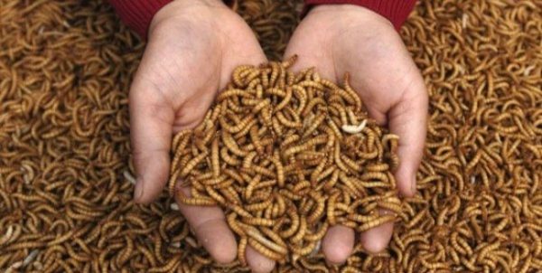 Maggot farming training in nigeria picture
