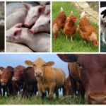 10 Lucrative Livestock Business To Start in 2024