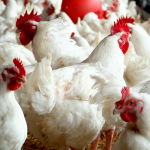 How to Start a Profitable Poultry Farm in Nigeria