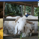 Matching Grants Fund for Agribusiness