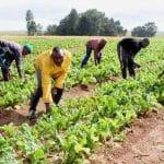 Green Money Project: Empowering Nigerian Youth in Agribusiness