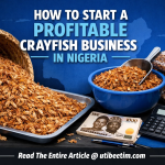 How To Start A Profitable Crayfish Business in Nigeria (2026 Guide)